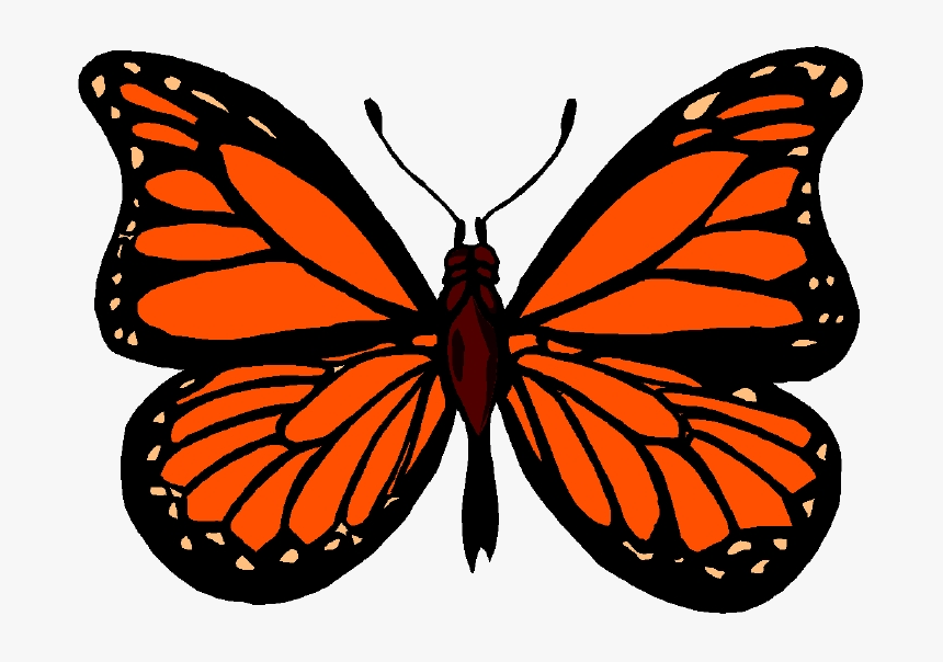 Butterfly Monarch Images Clip Art Image Transparent - Animated Beautiful Butterfly Images Butterfly Transparent, HD Png Download, Free Download