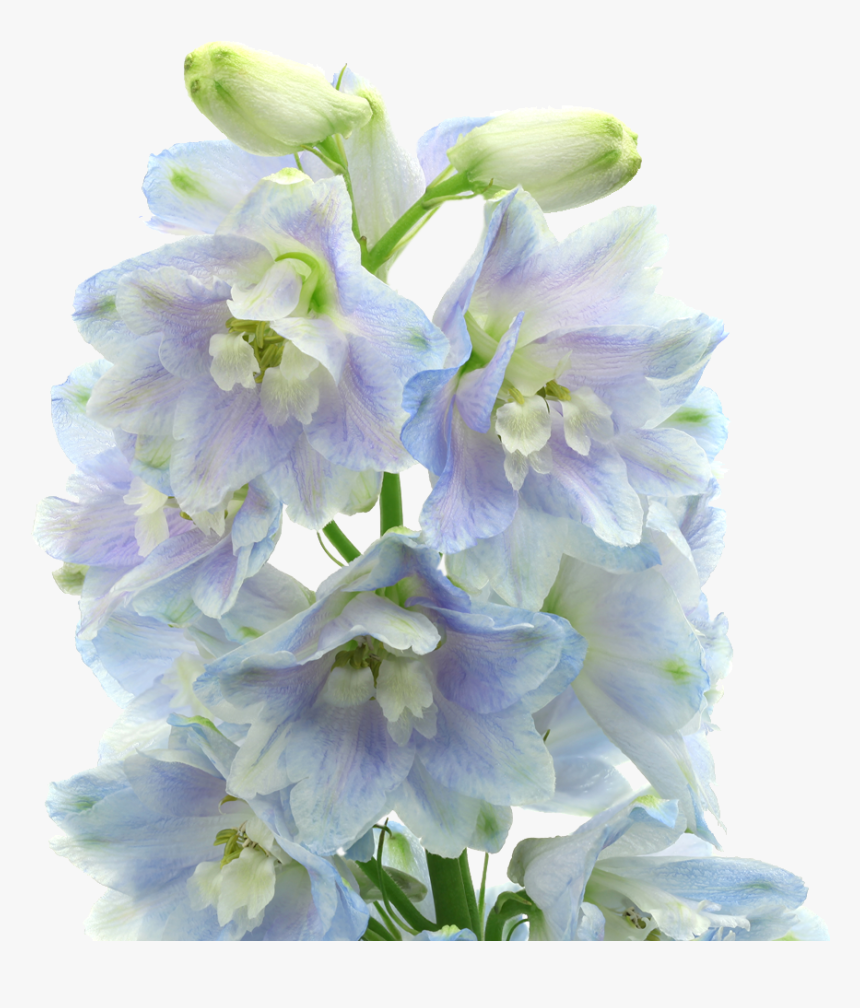 Bouquet, HD Png Download, Free Download