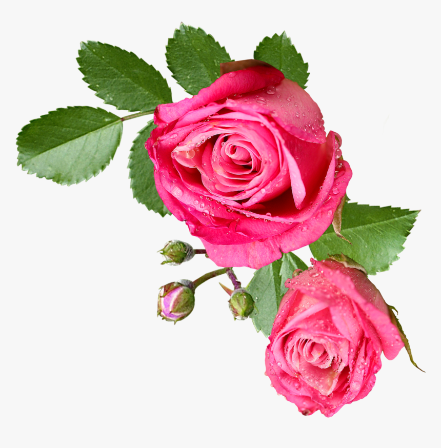 Transparent Vintage Roses Clipart - Flor Png Sin Fondo, Png Download, Free Download