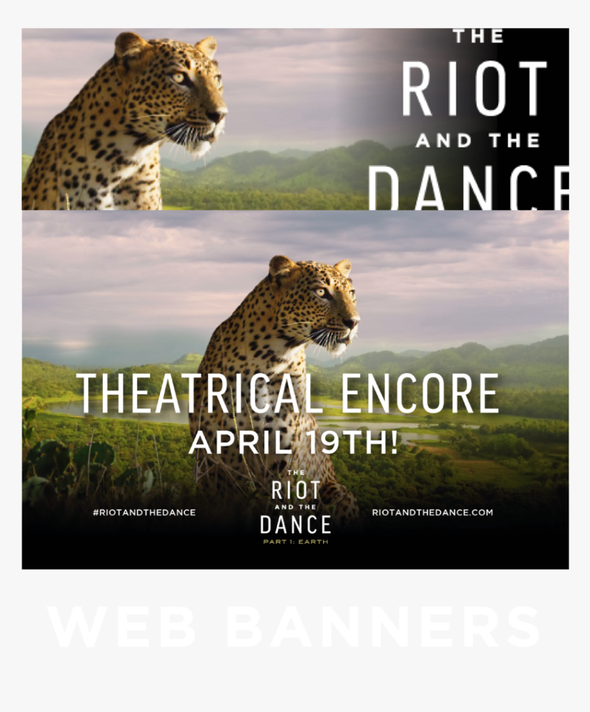 Riot Resourcesimages 3-03 - African Leopard, HD Png Download, Free Download