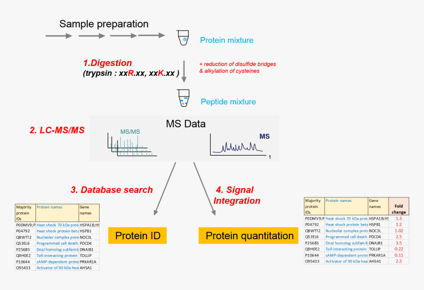 Pipeline-proteomics - Lc Ms Proteomics, HD Png Download, Free Download