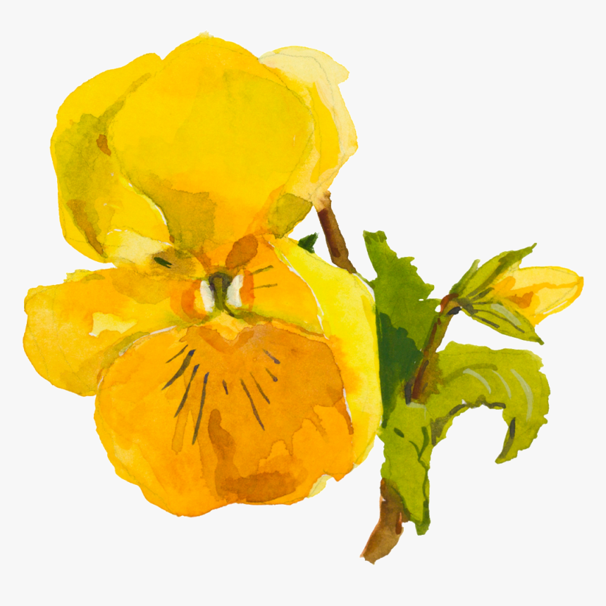 Yellow Cute Flower Watercolor Transparent - Viola, HD Png Download, Free Download