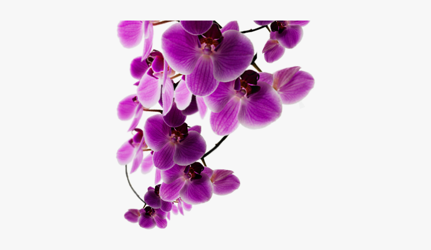 Purple Flowers Background Transparent, HD Png Download, Free Download