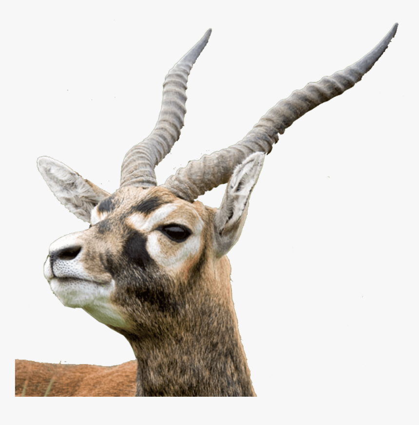 Alt Text - Thomson's Gazelle Png, Transparent Png, Free Download