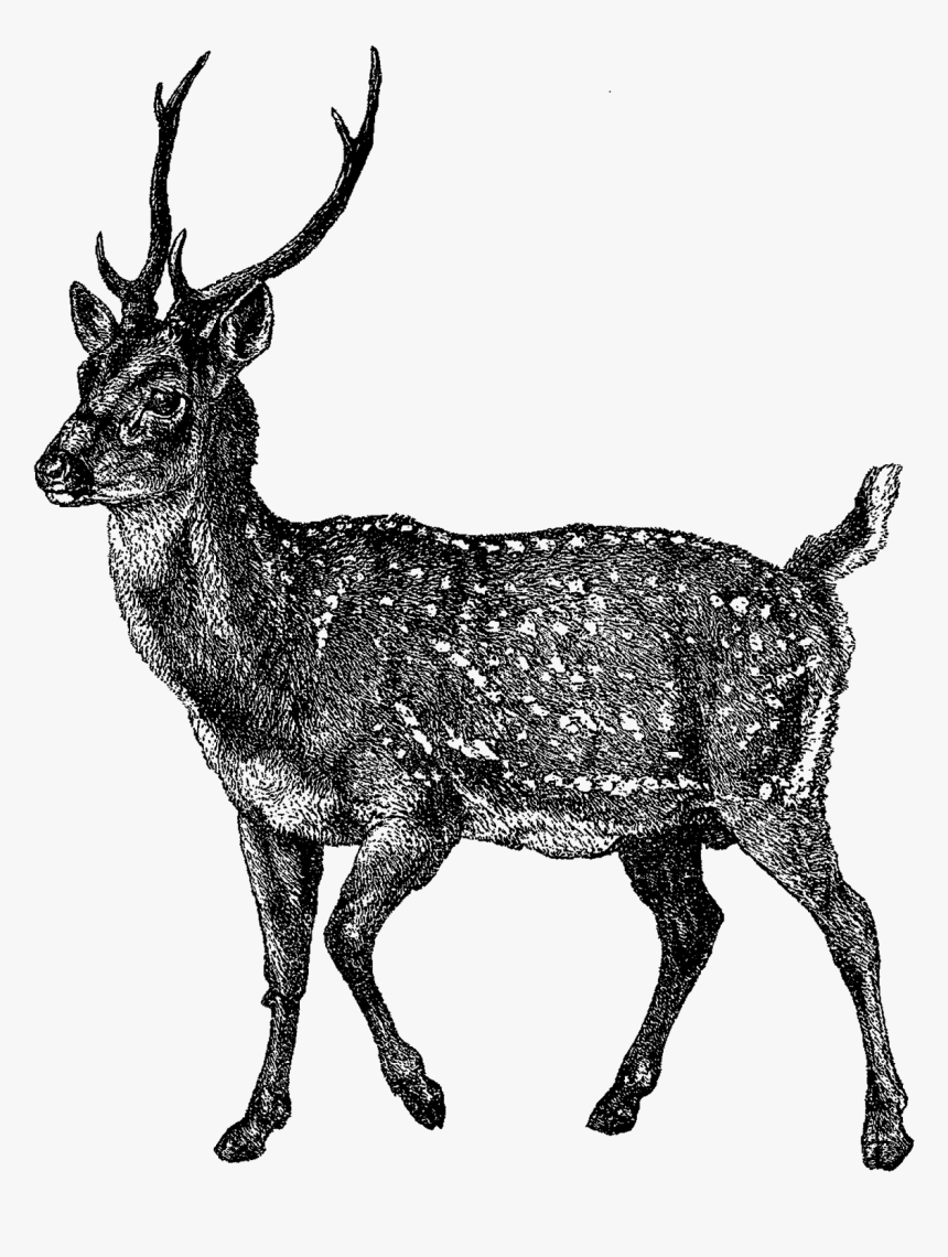 Deer Image Illustration - Elk, HD Png Download, Free Download