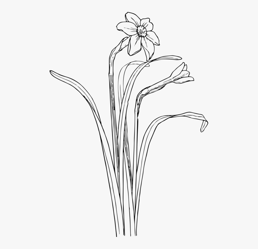 Monochrome Photography,petal,grass Family, HD Png Download, Free Download