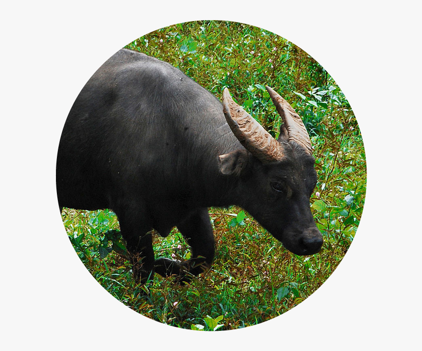 Wild Cattle - Water Buffalo, HD Png Download, Free Download