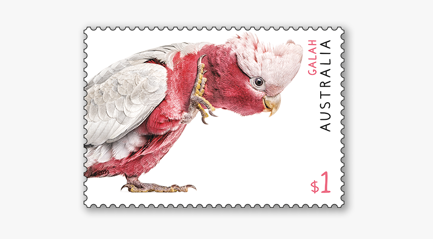 Australian Fauna Stamp Issue - Australian Postage Stamps 2019, HD Png Download, Free Download