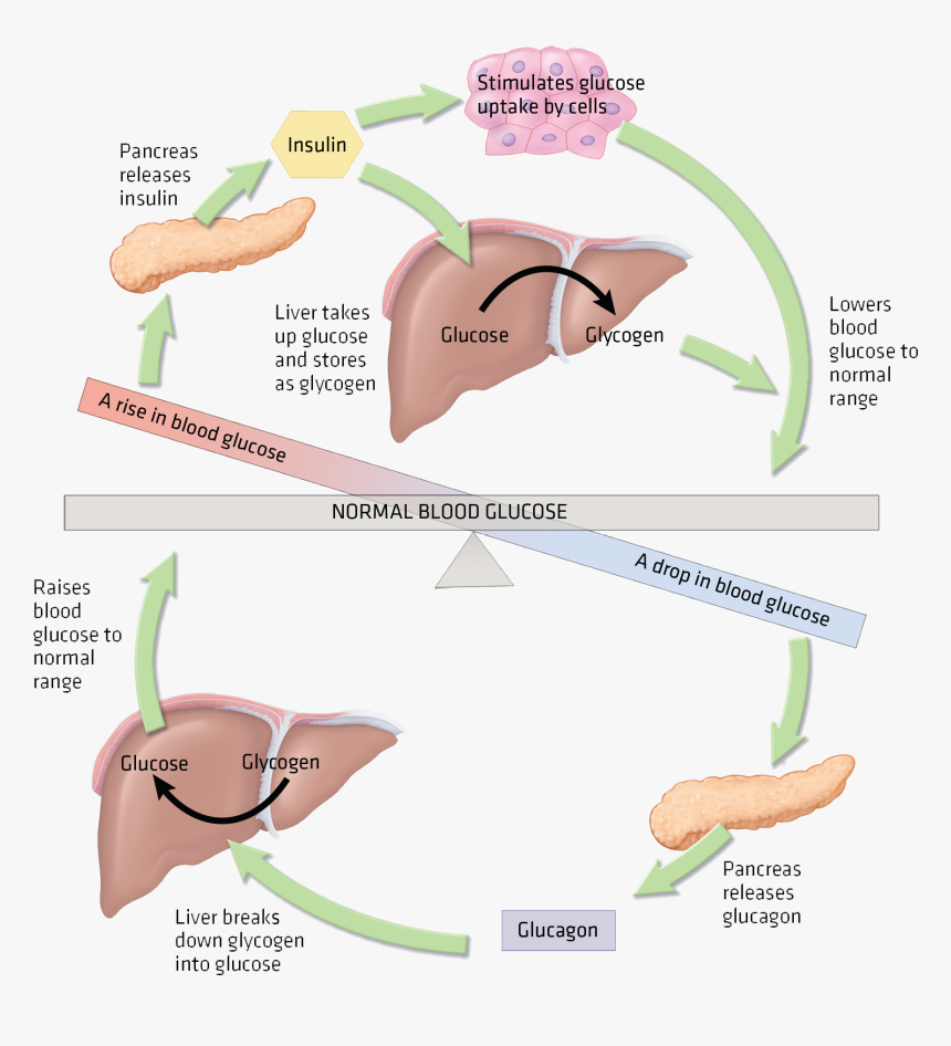 Null - Normal Response To Hyperglycemia, HD Png Download, Free Download