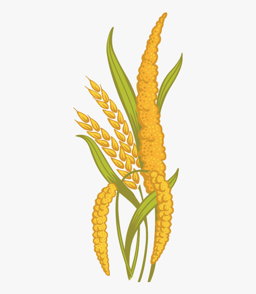 Ancient Grains Cliparts - Millet Grain Clipart, HD Png Download, Free Download