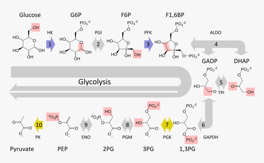 Mitochondria Transparent Glucose Attached - Glycolysis Steps, HD Png Download, Free Download