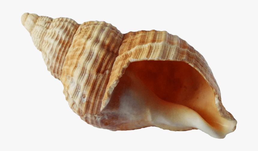 Sea Ocean Shell - Transparent Background Seashell Png, Png Download, Free Download