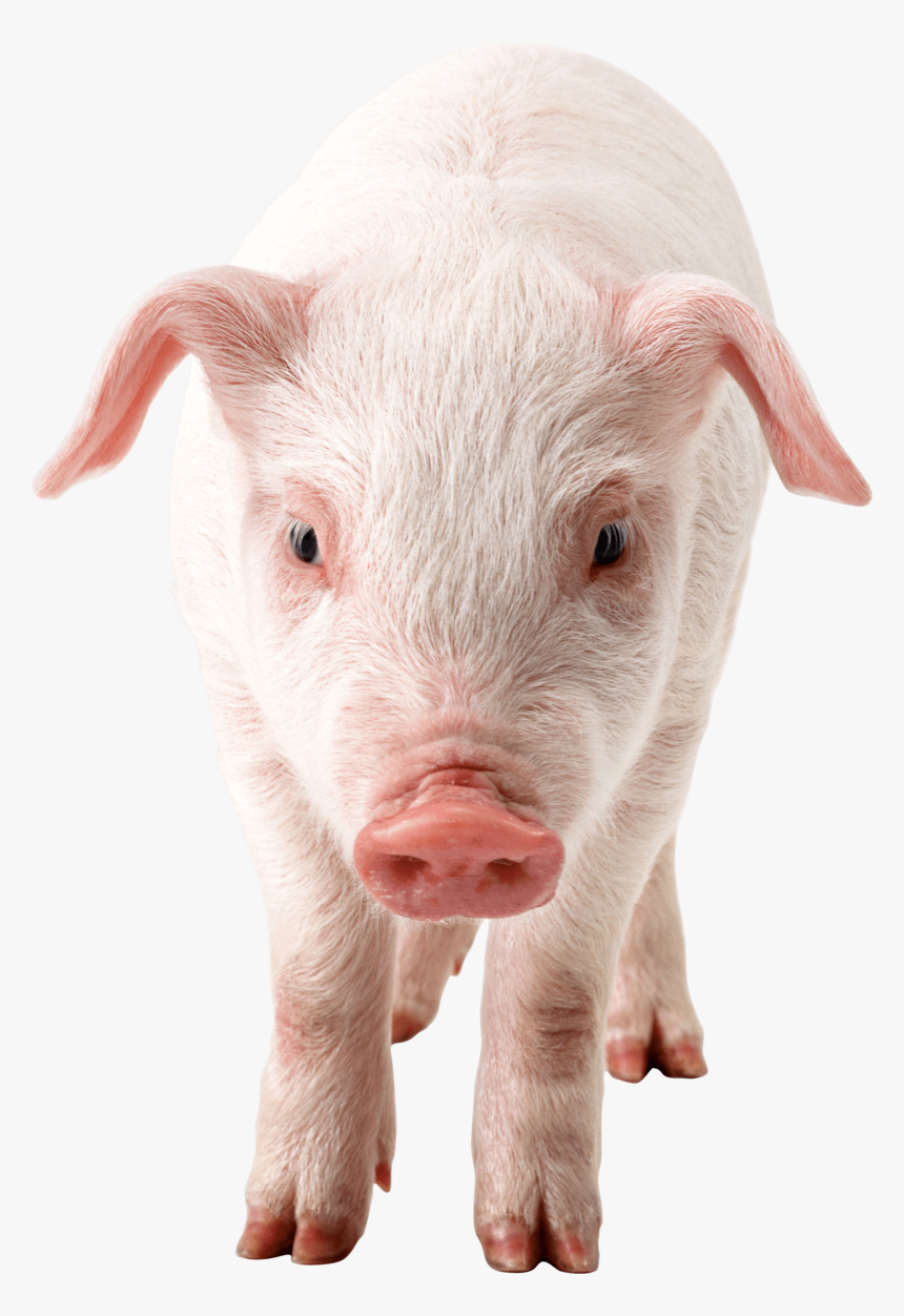 Pig Png Image - Pig Png, Transparent Png, Free Download