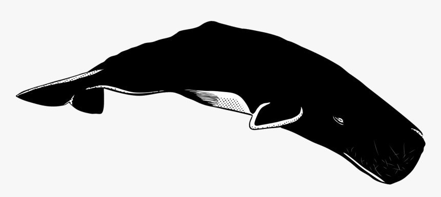 Humpback Whale, HD Png Download, Free Download