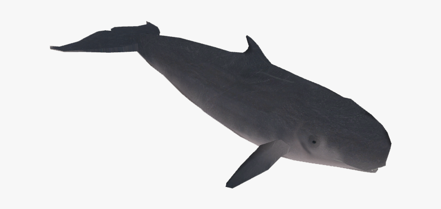 Pygmy Sperm Whale - Zt2 Download Library Gray Whale, HD Png Download, Free Download