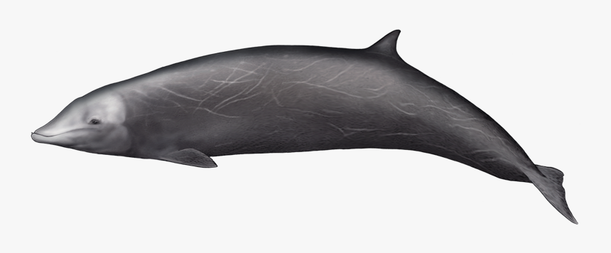 Cuvier Beaked Whale Png, Transparent Png, Free Download