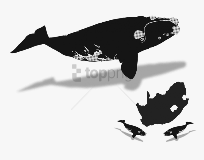 Southern Right Whale Silhouette, HD Png Download, Free Download