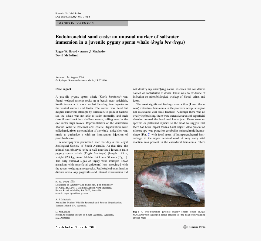 Harbour Porpoise, HD Png Download, Free Download