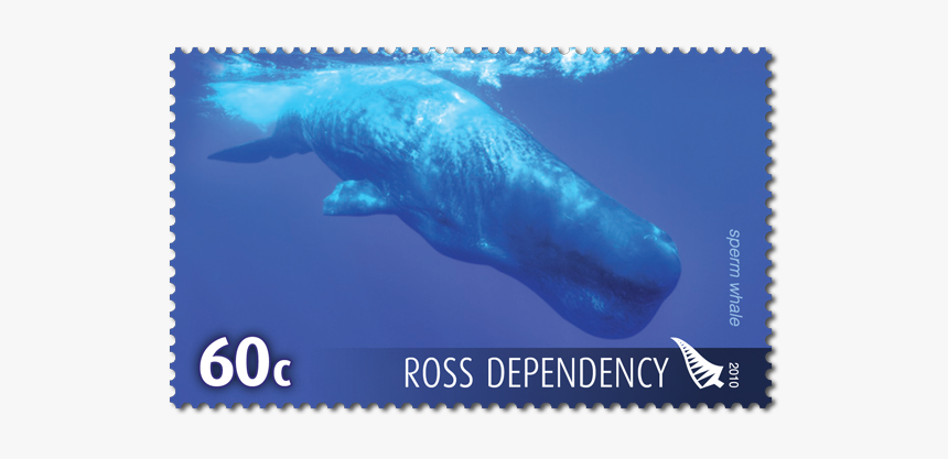 Humpback Whale, HD Png Download, Free Download