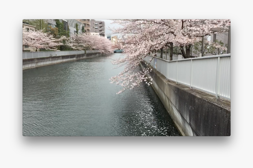 Cherry Blossom, HD Png Download, Free Download