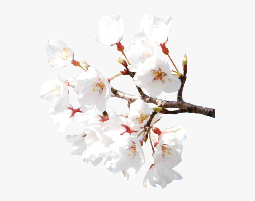 Flor Cerejeira Branca Png, Transparent Png, Free Download