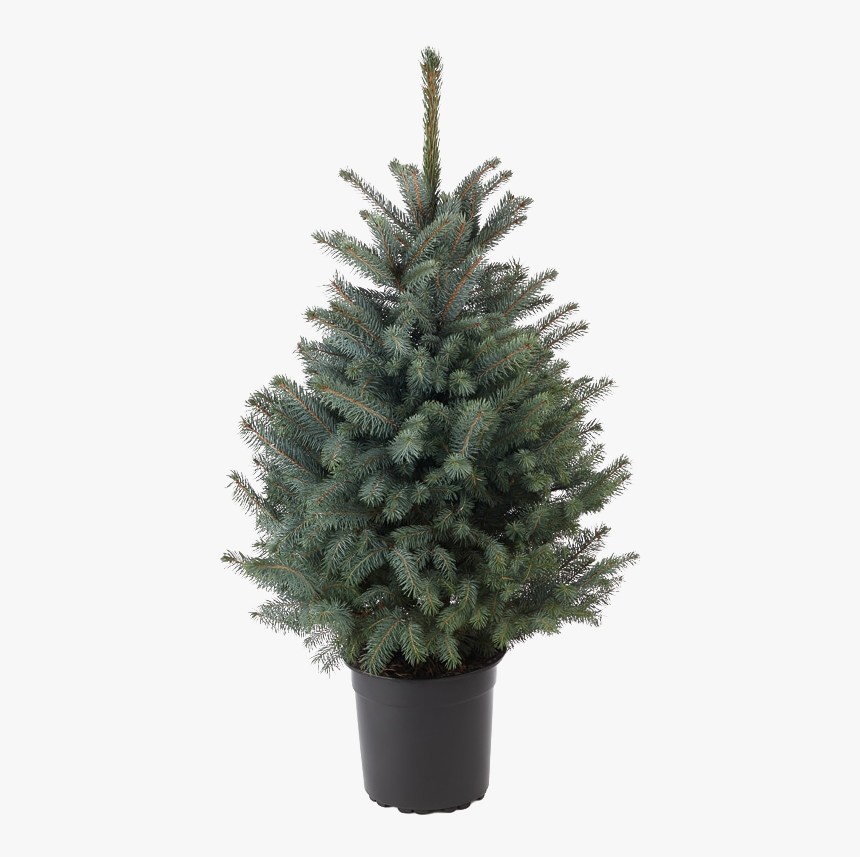 Real Christmas Tree In A Pot, HD Png Download, Free Download