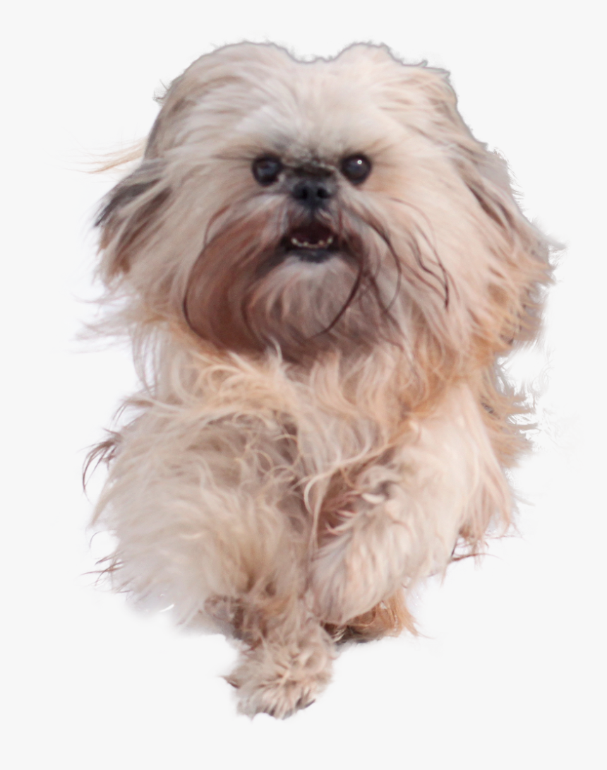 Shih Tzu Png, Transparent Png, Free Download