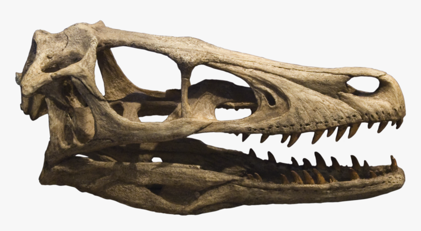 Dinosaur Skull Png - Velociraptor Skull, Transparent Png, Free Download