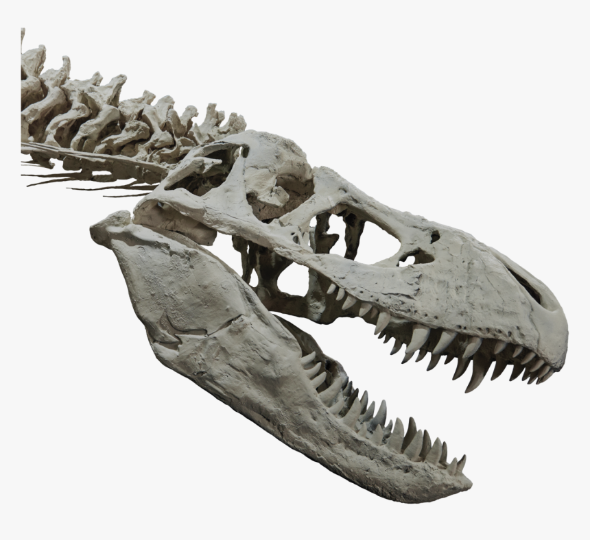 T-rex Head And Upper Body Skeleton - T Rex Head Skeleton, HD Png Download, Free Download