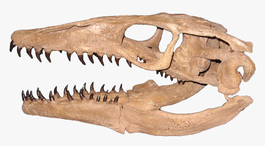 Mosasaurus Skull Png - Plioplatecarpus Marshi, Transparent Png, Free Download