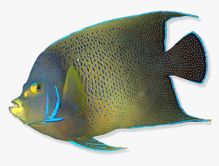 Coral Reef Fish, HD Png Download, Free Download