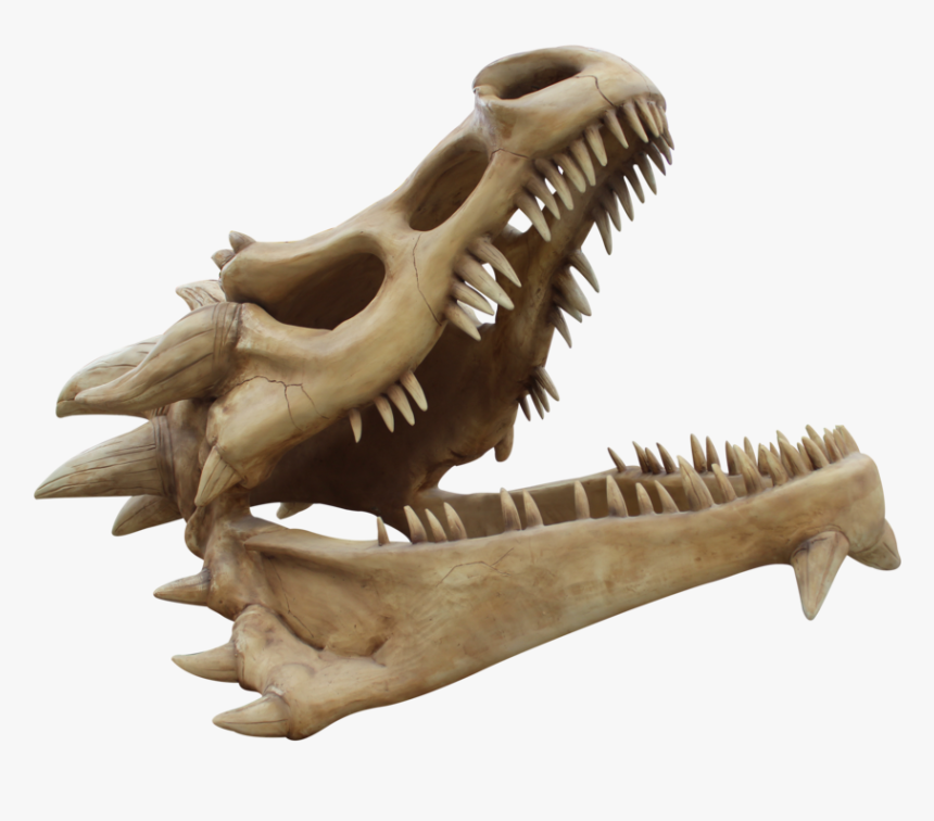 Dragon Skull Png - Skull, Transparent Png, Free Download