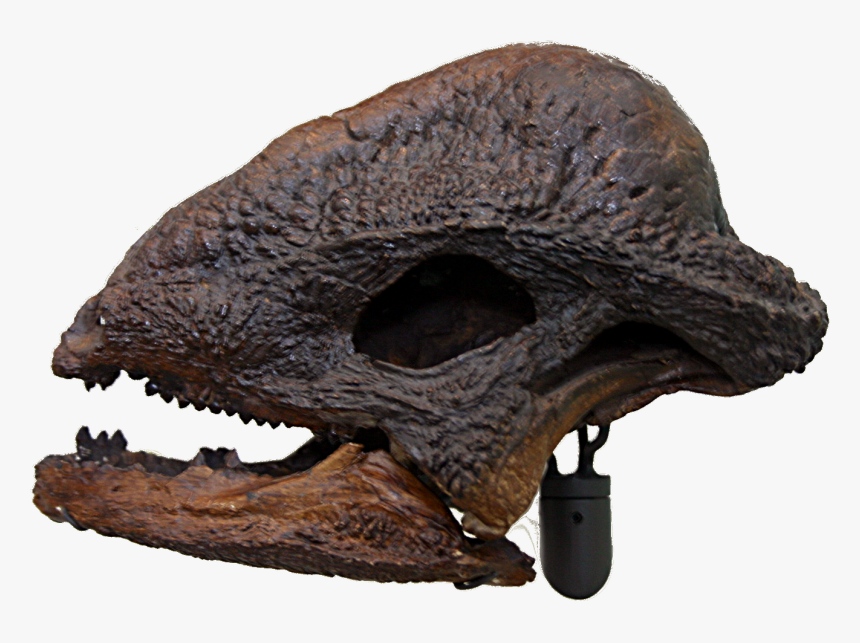 Dinosaur Skull Png, Transparent Png, Free Download