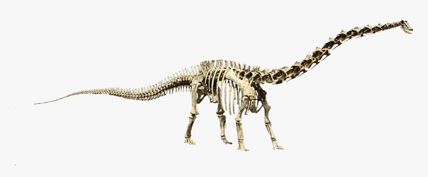 Diplodocus Seismosaurus, HD Png Download, Free Download