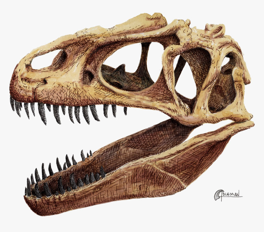 Tyrannosaurus, HD Png Download, Free Download