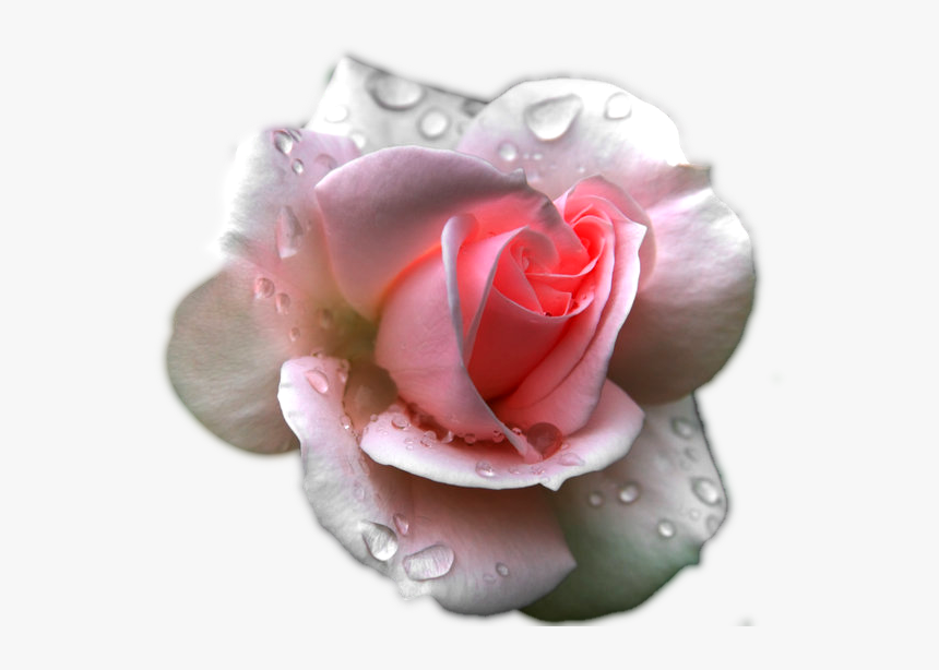 Transparent Clipart Image Pink Rose With Water Effect - Black Rose, HD Png Download, Free Download