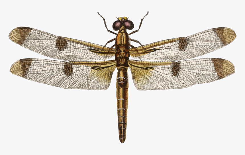 Dragonfly Vintage Png, Transparent Png, Free Download