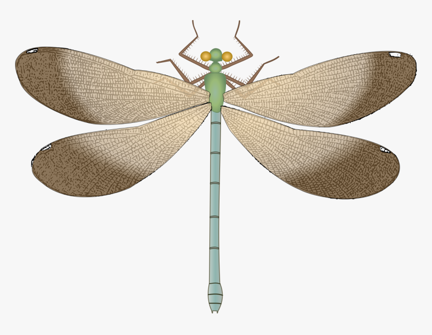 7 Kb, Dragonfly - Clip Art, HD Png Download, Free Download