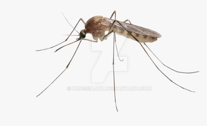 Insect On A Transparent Transparent Background - Mosquito Transparent Background, HD Png Download, Free Download