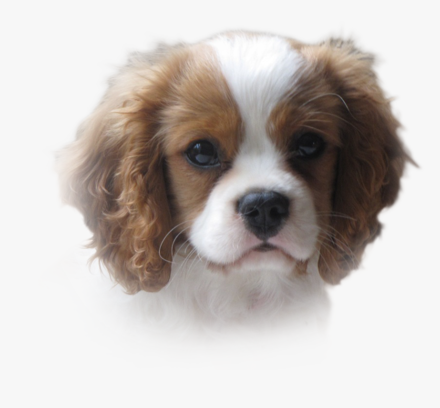 2dogsblur2 - Charles Cav Puppy Transparent, HD Png Download, Free Download