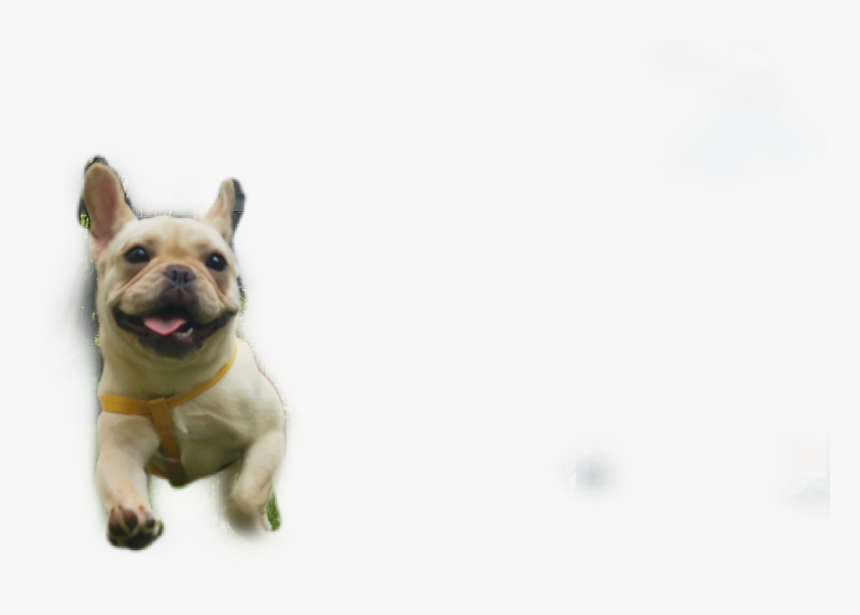 French Bulldog, HD Png Download, Free Download