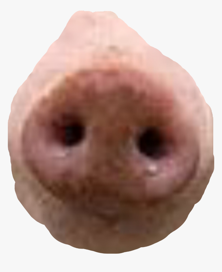 #pig #nose @robullo - Pig Nose Png, Transparent Png, Free Download