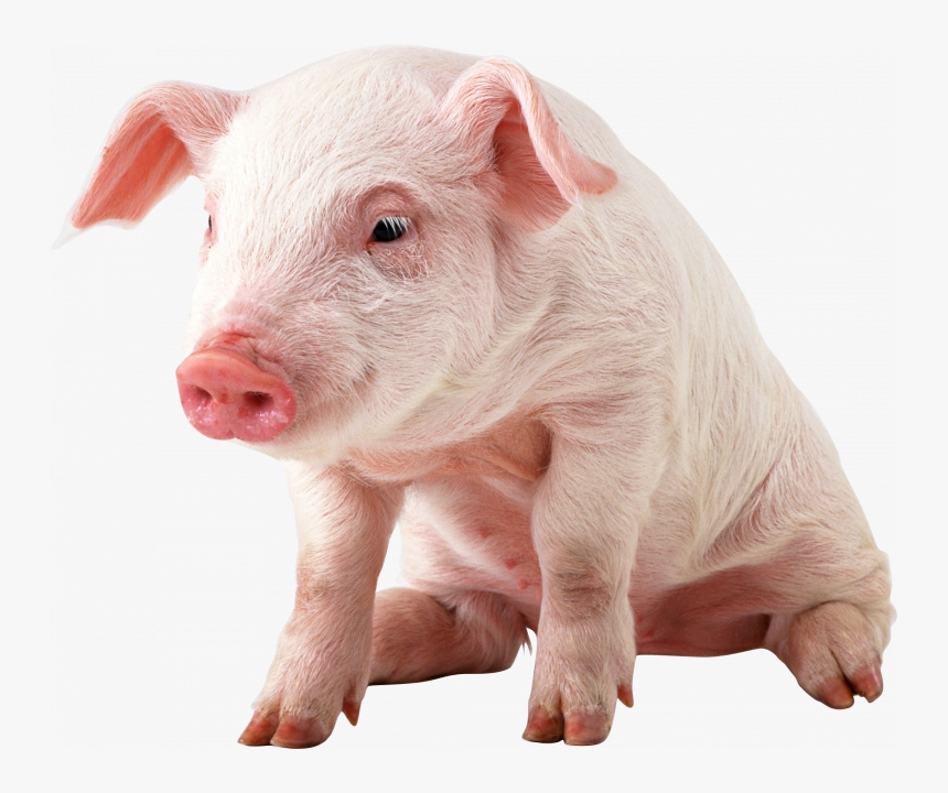 Download This High Resolution Pig Transparent Png Image - Pig Png, Png Download, Free Download