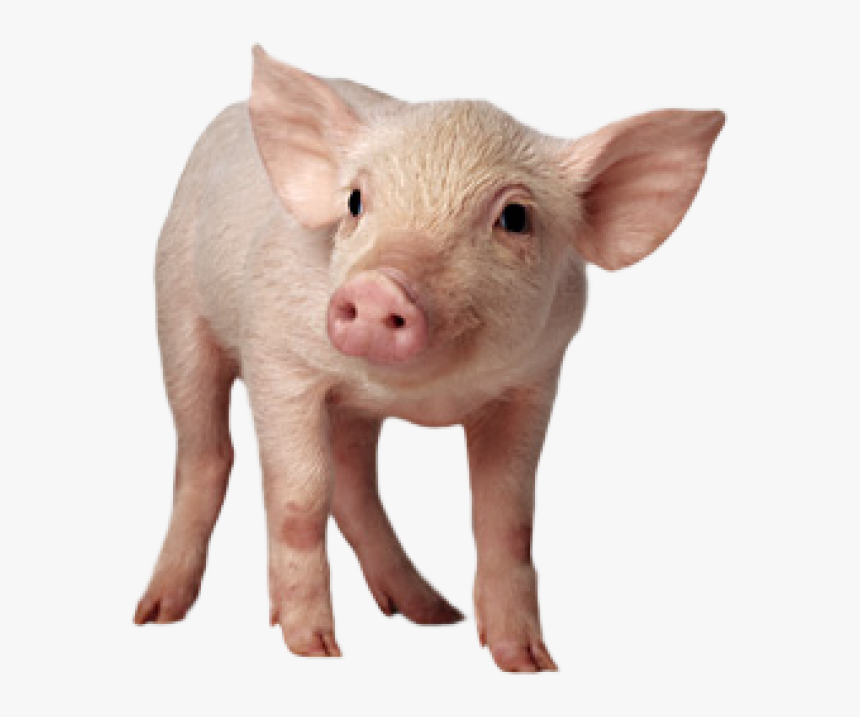 Pig Png Free Download - Pig Png, Transparent Png, Free Download