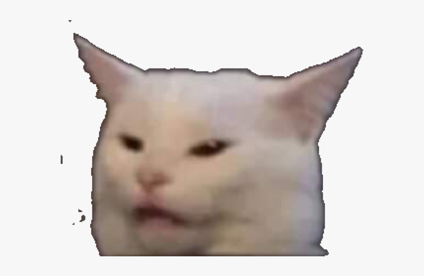 Sticker Other Chat Blanc Lolcat Meme Troll Sarcasme Meme Avec Chat Blanc Hd Png Download Kindpng - how to troll in roblox chat