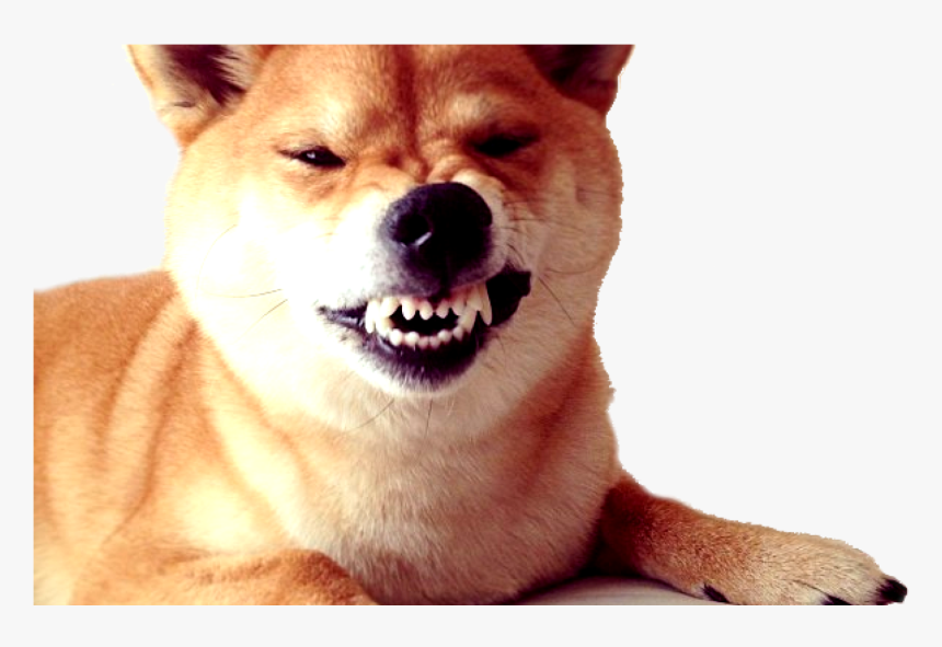 Dogecoin Transparent Png Archive - Doge Snarl, Png Download, Free Download