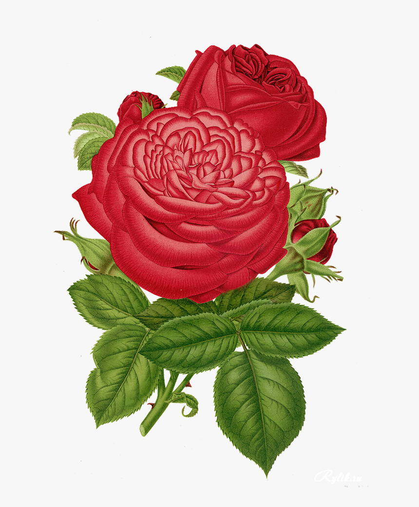 Garden Roses Cut Flowers Centifolia Roses Rosa Multiflora - Rose, HD Png Download, Free Download