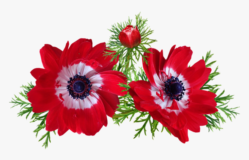 Anemone, Red, Flowers, Spring, Garden, Nature - Anemone, HD Png Download, Free Download