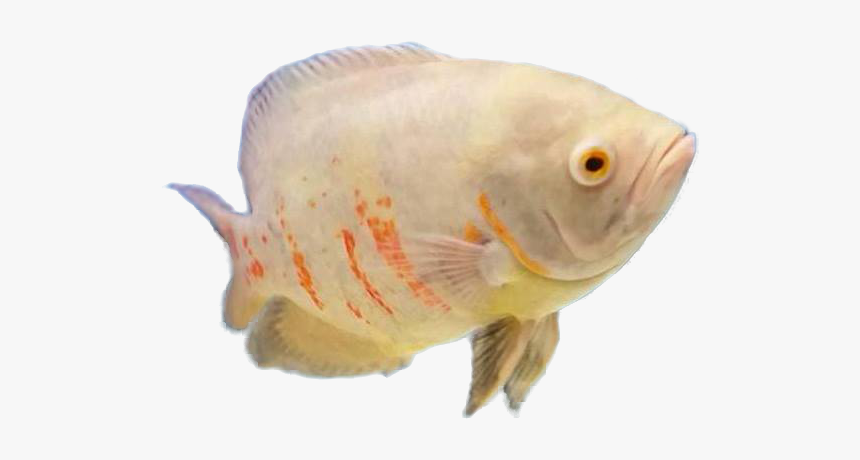 Snapper, HD Png Download, Free Download