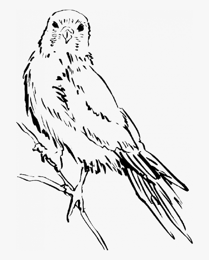 Bird Sketch Png, Transparent Png, Free Download